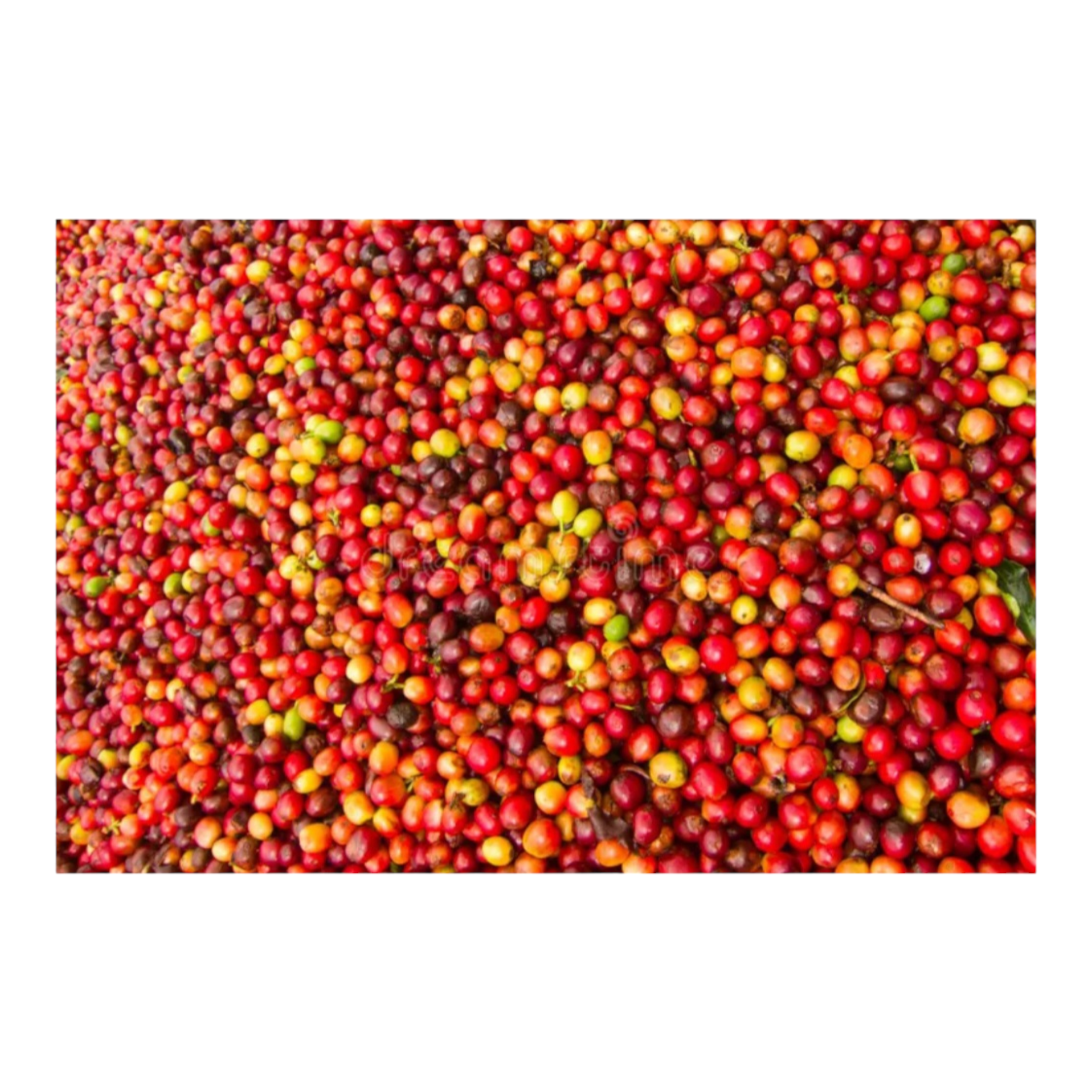 Café-Ingrediente Café en grano verde